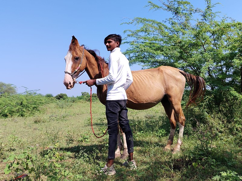 ઘોડી વેચવાની છે