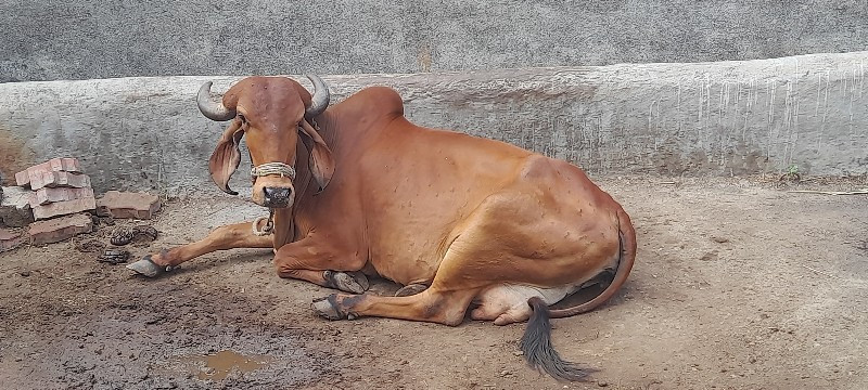 ગાય વેચવાની છે