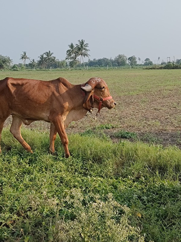 ગીર હોડકી વેચવા...