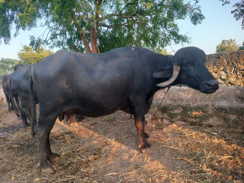 ભેંસ વેચવાની છે...