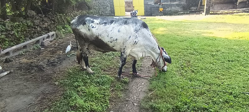 ગાય વેચવાની છે