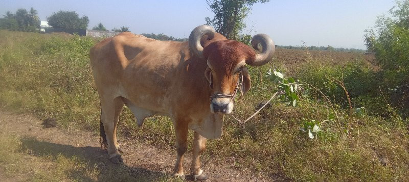 બળદ વેશવાના છે...