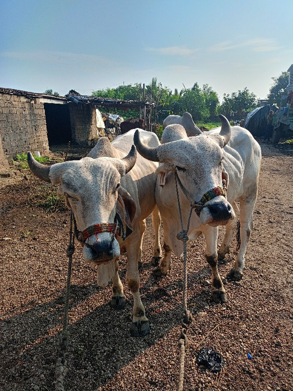 ગોઢલા વેચવાના છ...