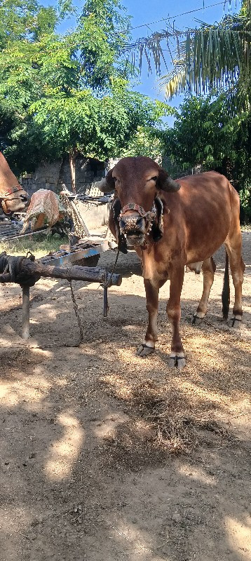 ગોઢલા વેચવાના છ...