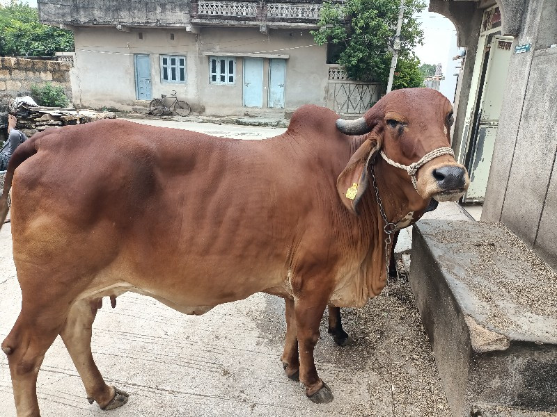 હોડકી વેચવાની છ...