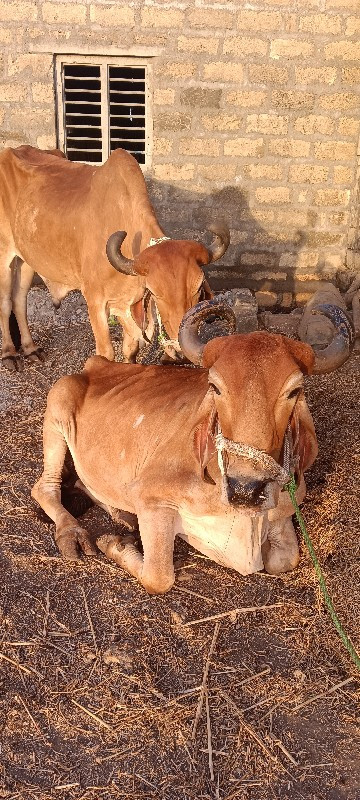 બળદ વચવાના