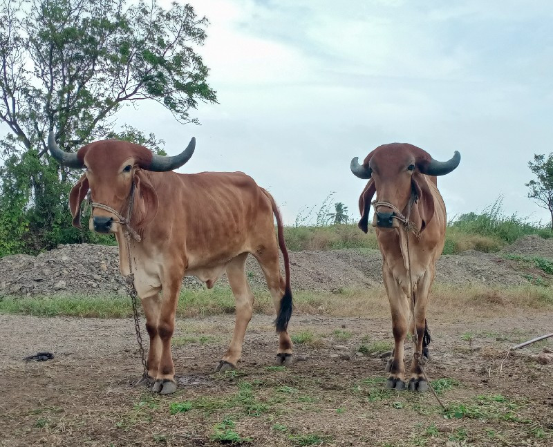 બળદ વેચવાના છે