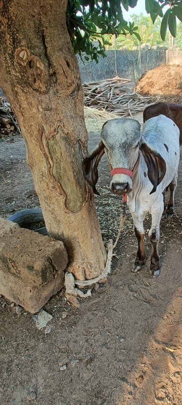 વાસળી વેચવાની છ...