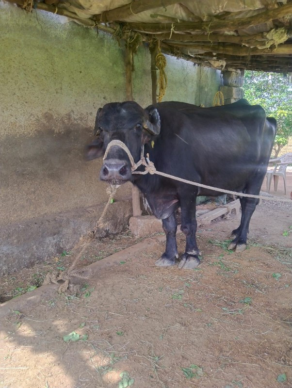 ભેસ વેચવાની છે