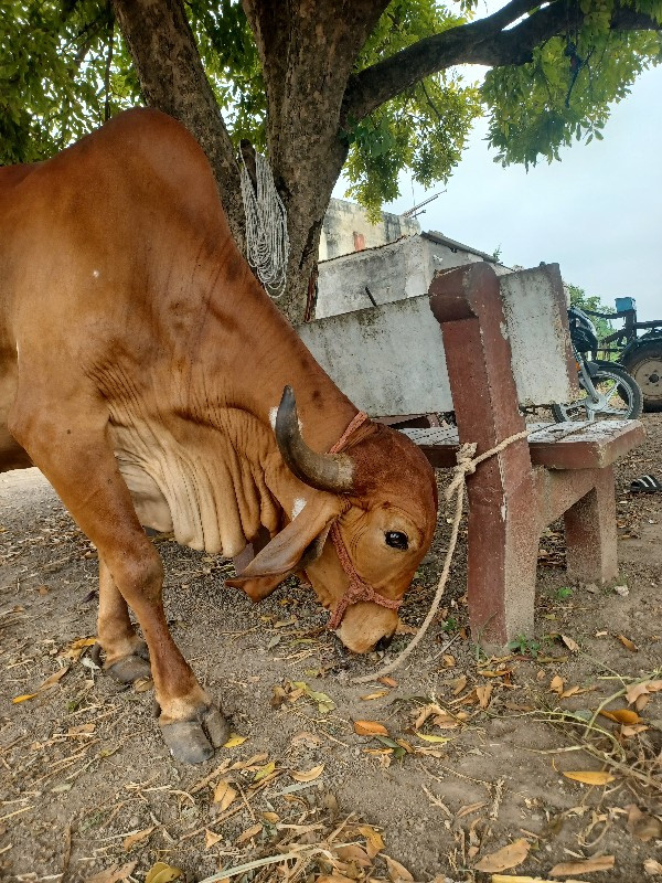 3 વેતર