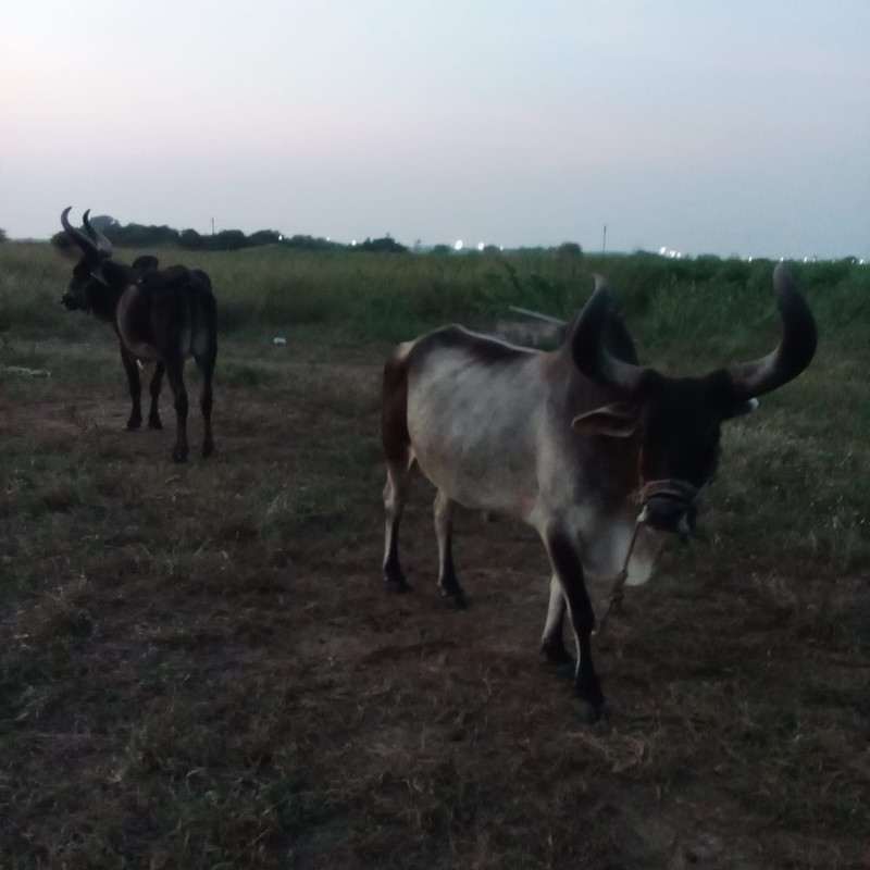 બળદ વેચવાના છે