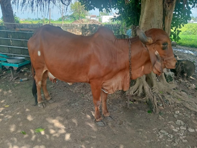 ગાય વેચવાની છે