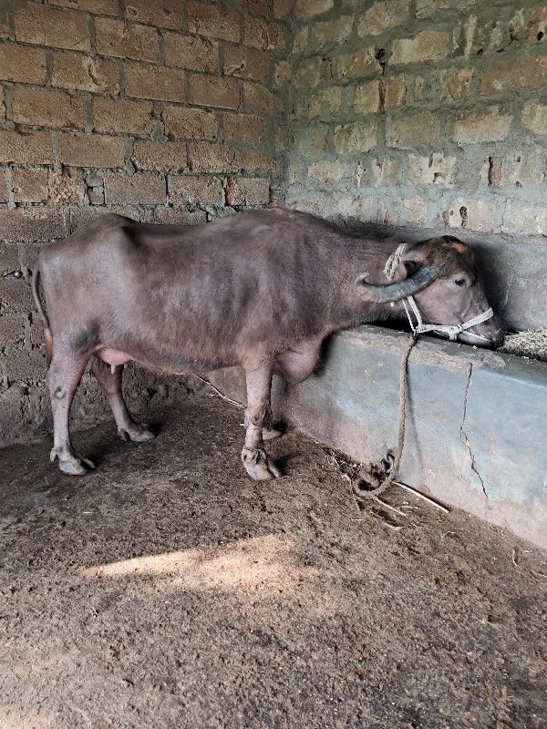 બીજુ વેતર