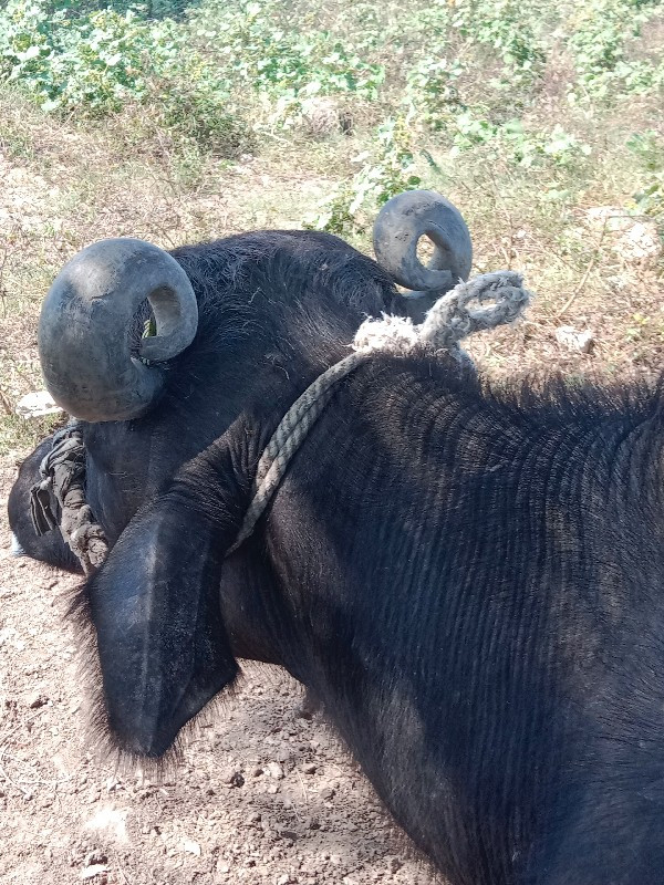 ઓરીજનલ સિંધણ કચ...