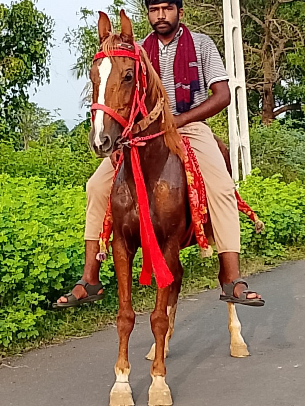 તત્કાલ માં ઘોડી...