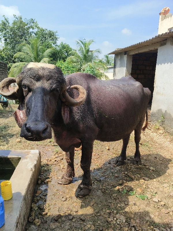 ૧૦ /૧૫ દિવસ ની...