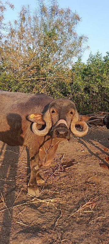 જાફરા બાદી ભેસ...