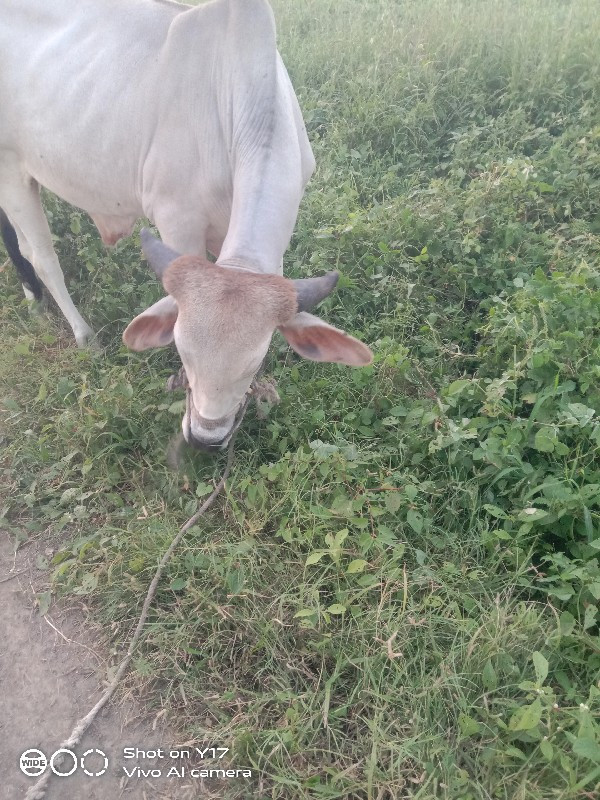 ગોઢલો લેવા નો છ...