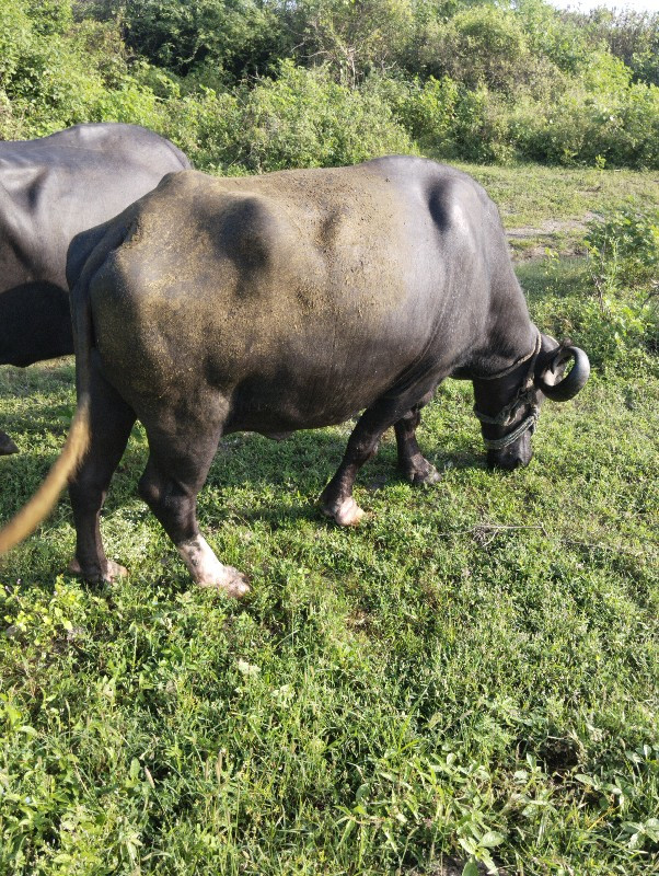 ભેંસ વેચવાની છે