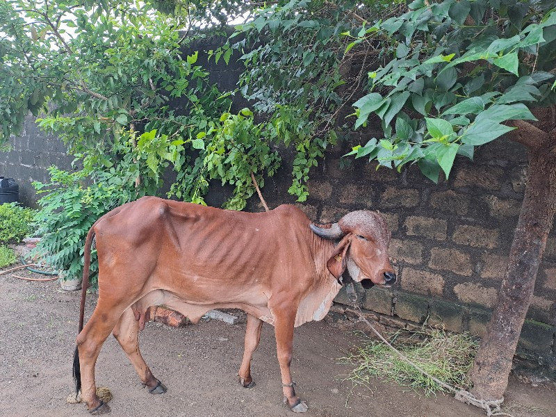 સાટા કરવાના છે...