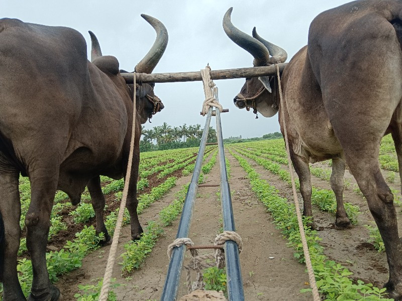 બળદ વેચવાના છે