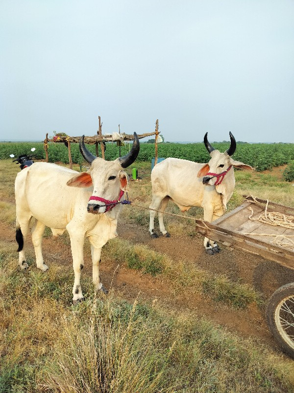 વઢીયારા ગોદલા વ...