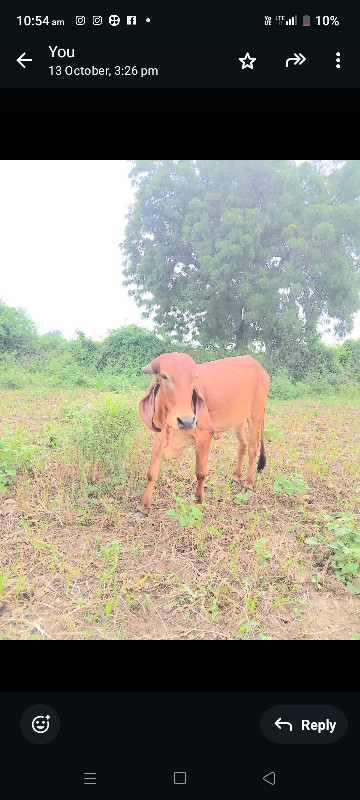 વસેરી કે વશેરો....