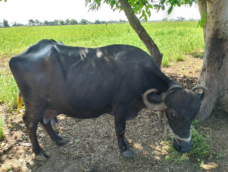 ભેંસ વેચવાની છે