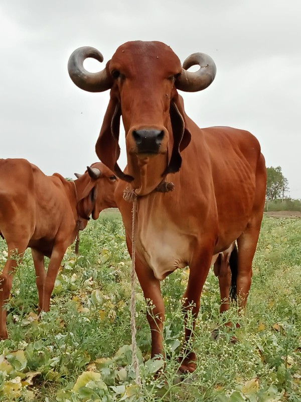 શાટા કરવા ના છો...