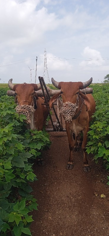 ગોરીયા ગોઢલા 1વ...