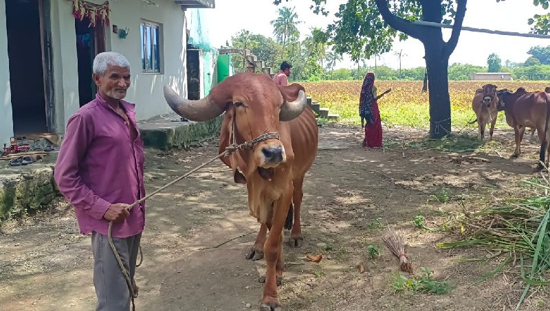 દેશી બળદ