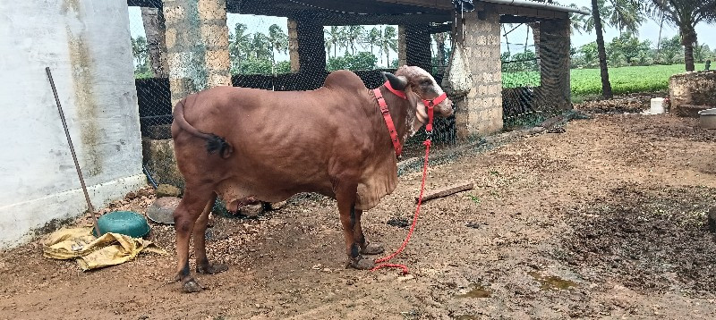 આ ગાય વેચવાની છ...