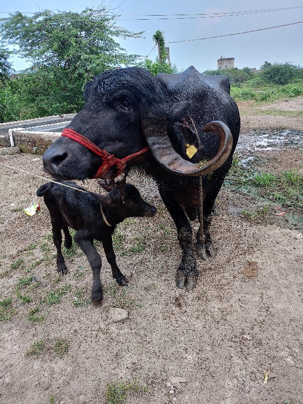 જાફરાબાદી ભેંશ...