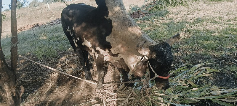 ખુટીયો