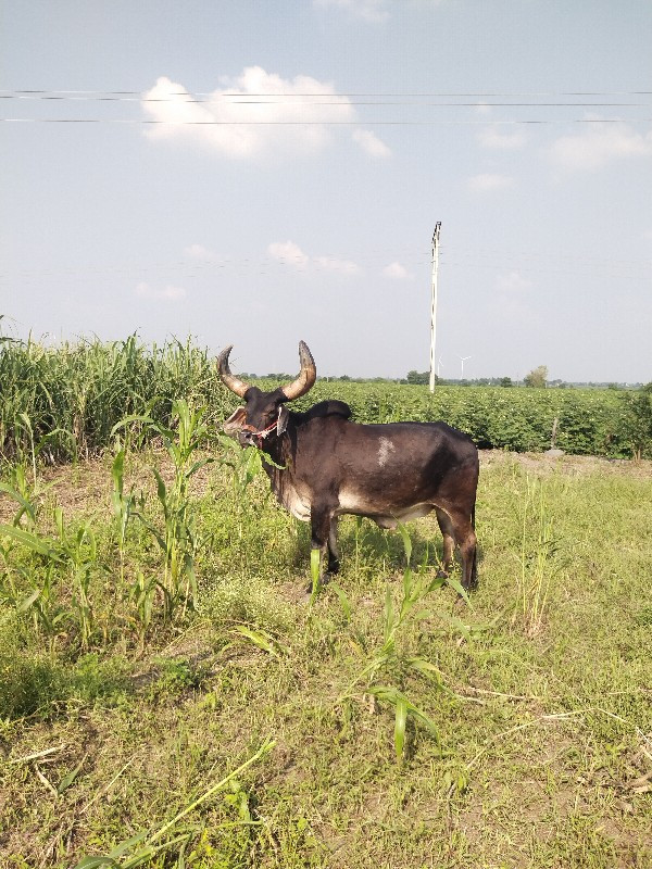 ગોઢલો વેચવાનો છ...