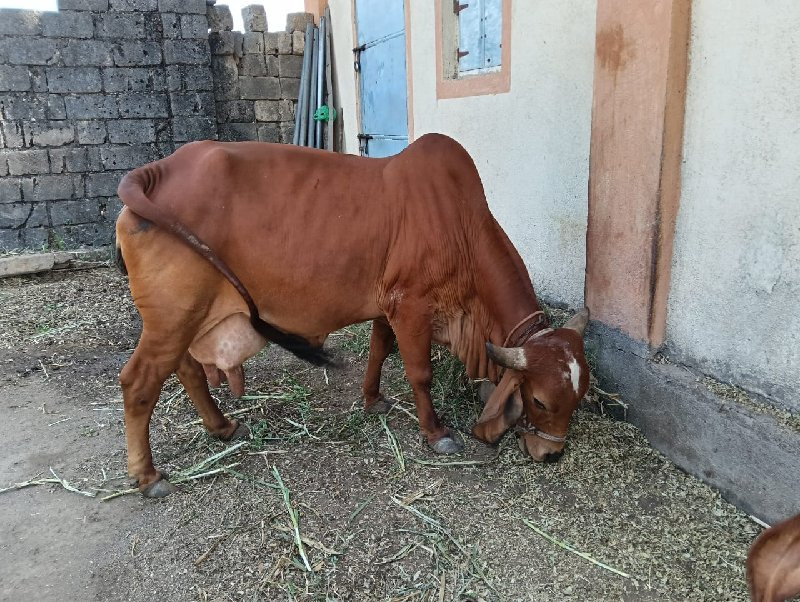 ગાય વેચવાની છે