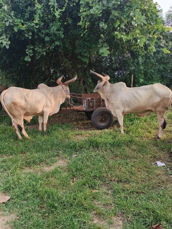 વાગડ વઢીયારા ની...