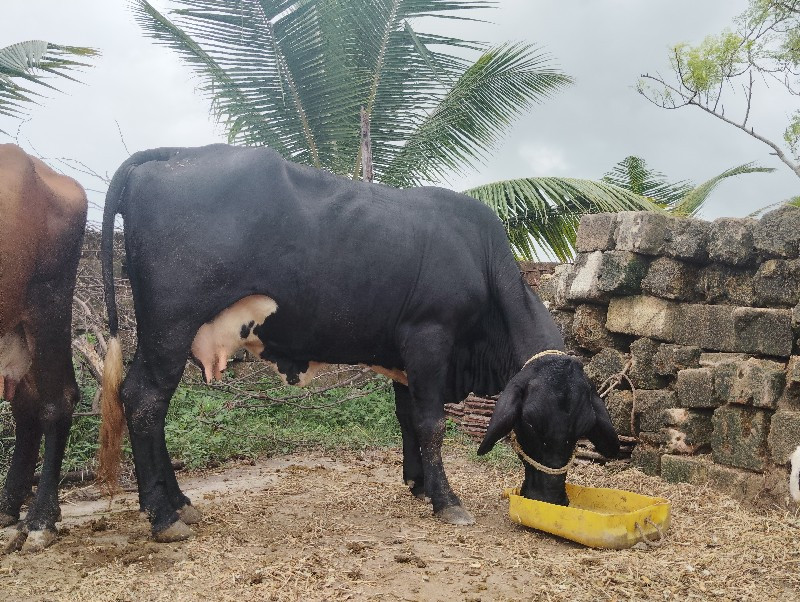 શિક્ષક નો દાખલો