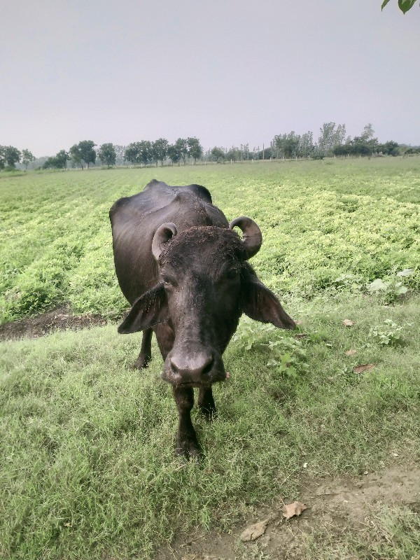 ભેંસ વેચવાની છે