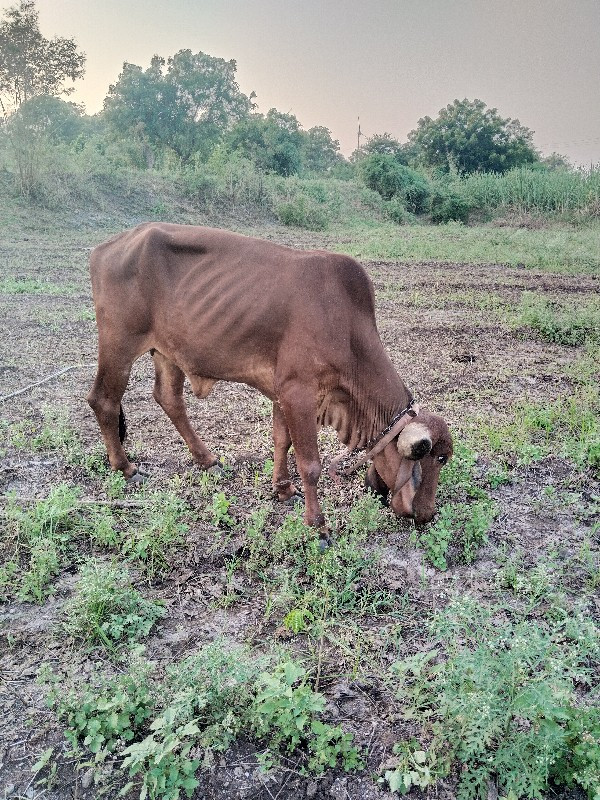 આ વાસળી વેચવાની...