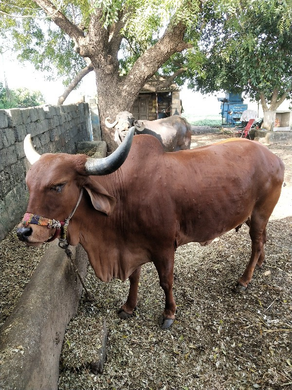 ગાય વેચવાની છે