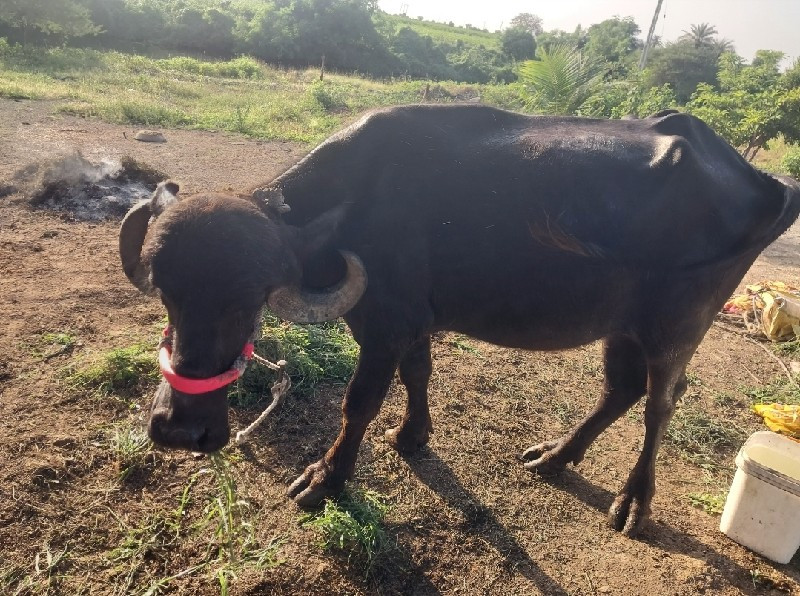 ખડેલુ