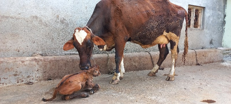 ગાય વેચવાની છે