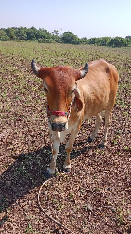 ગોધલા  વેચવાના...