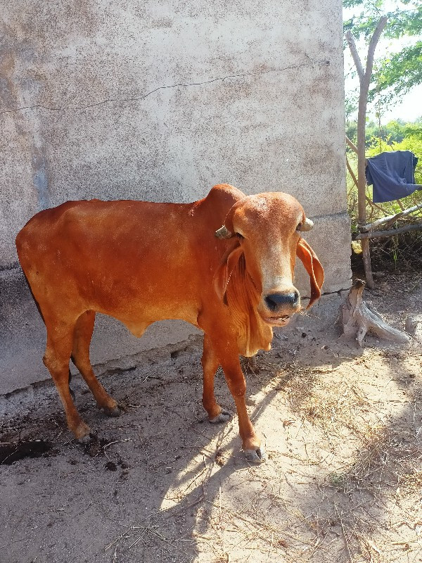 ગાયવેશવાનીછે