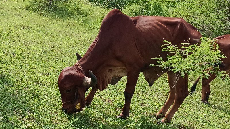 બળદ વેચવાના  છે