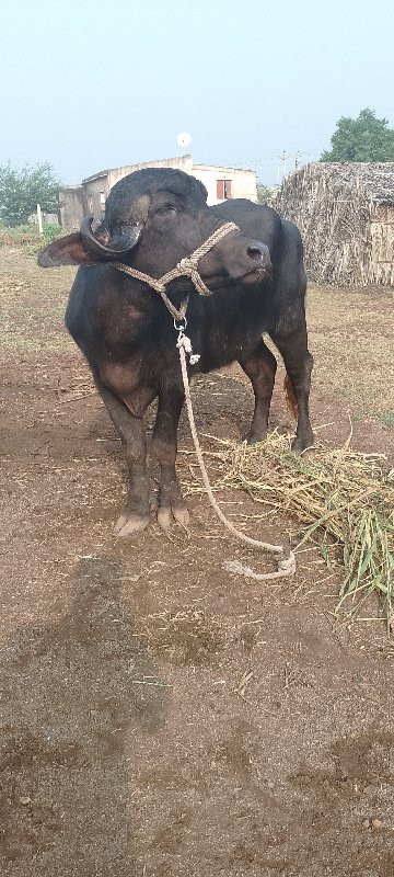 ખડેલી વેચવાની છ...