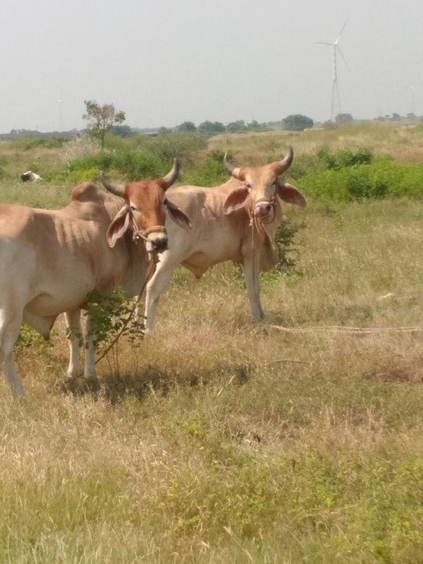 ચાલુછે