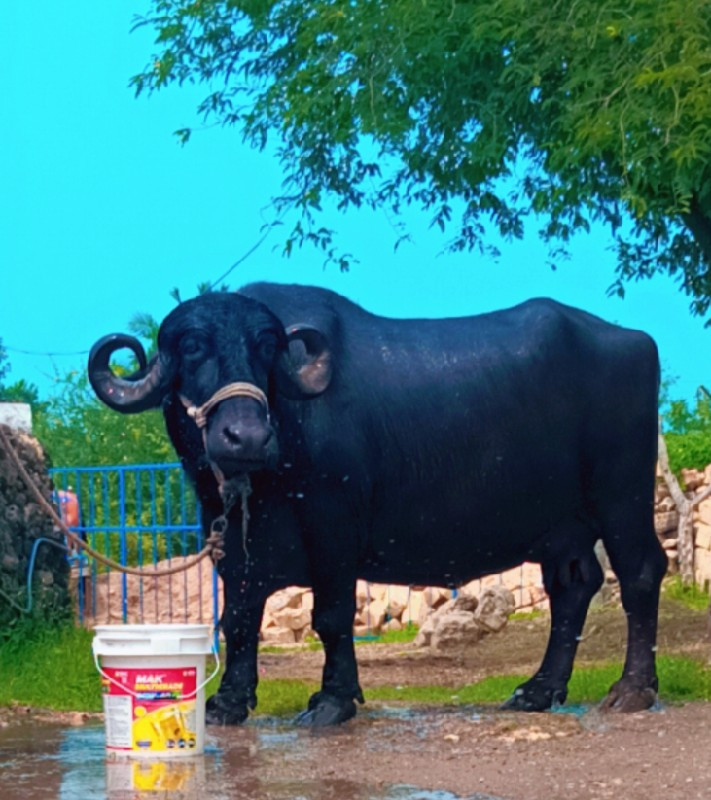 ભેંસ વેચવાની છે...