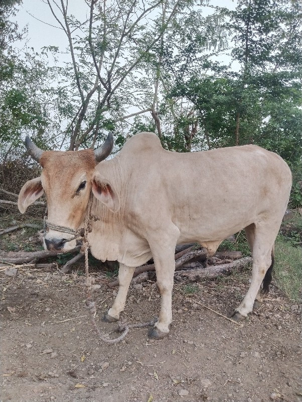 આ ગોટલા ચાલુ છે